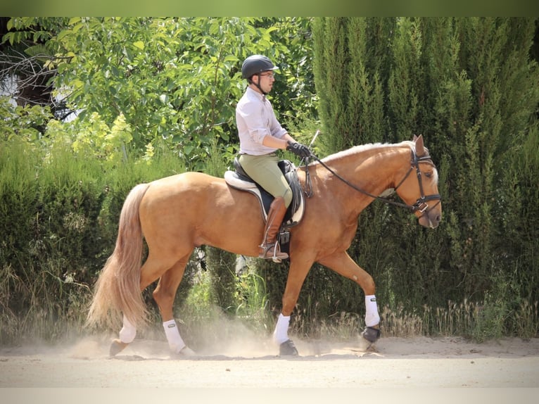 Lusitano Hengst 3 Jaar 164 cm Palomino in Valencia