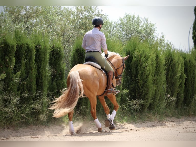 Lusitano Hengst 3 Jaar 164 cm Palomino in Valencia