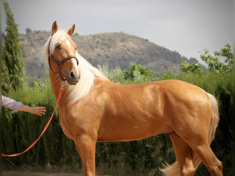 Lusitano Hengst 3 Jaar 164 cm Palomino in Valencia