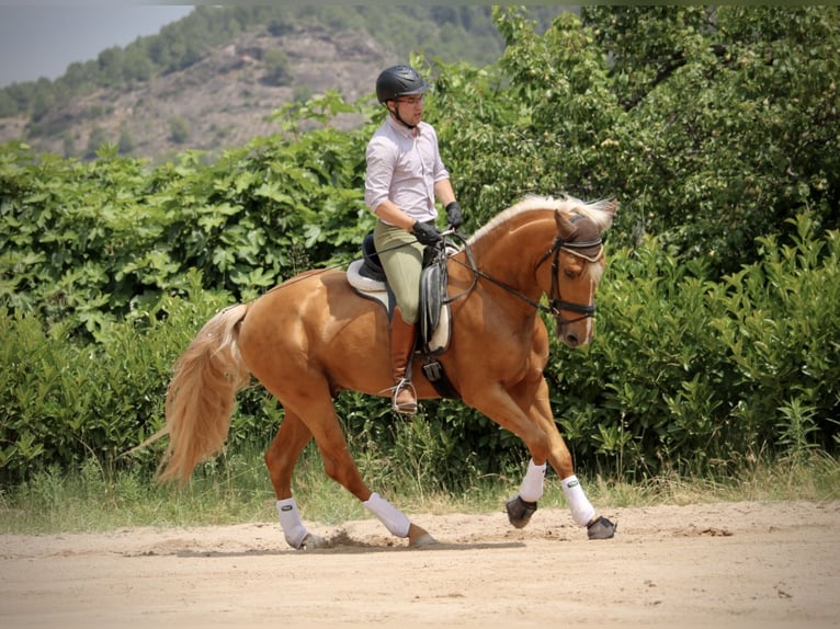 Lusitano Hengst 3 Jaar 164 cm Palomino in Valencia