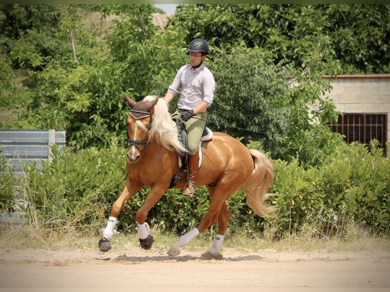 Lusitano Hengst 3 Jaar 164 cm Palomino in Valencia