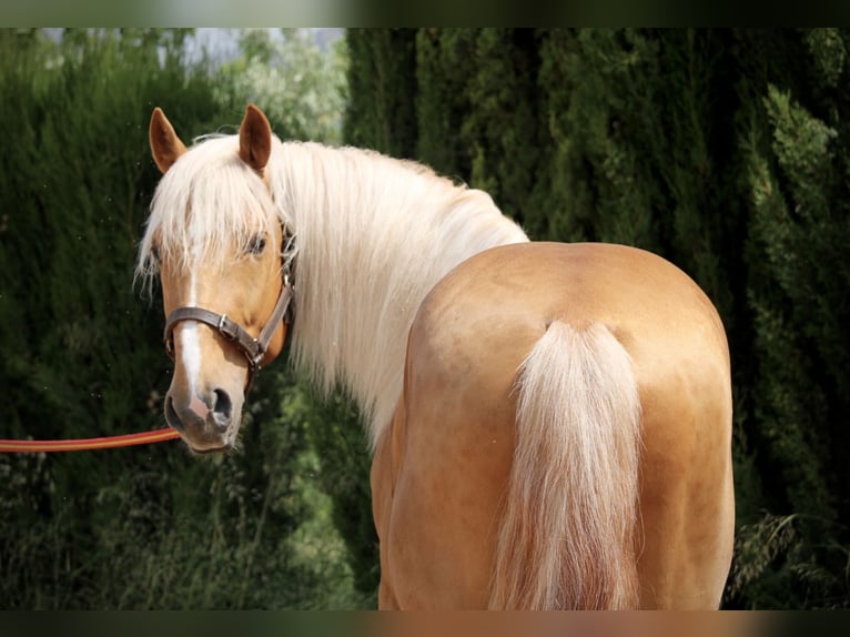 Lusitano Hengst 3 Jaar 164 cm Palomino in Valencia