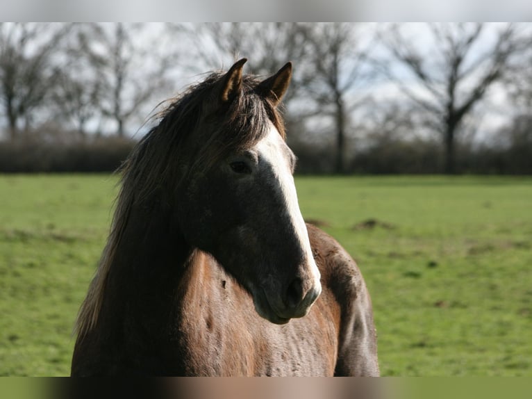 Lusitano Hengst 3 Jaar 164 cm Vos in Saligny-sur-Roudon