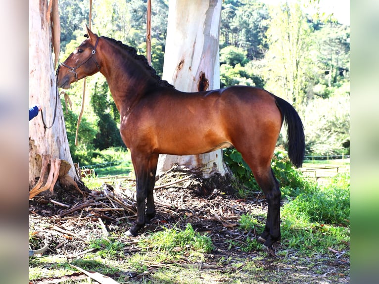 Lusitano Hengst 3 Jaar 165 cm Bruin in Ribamar