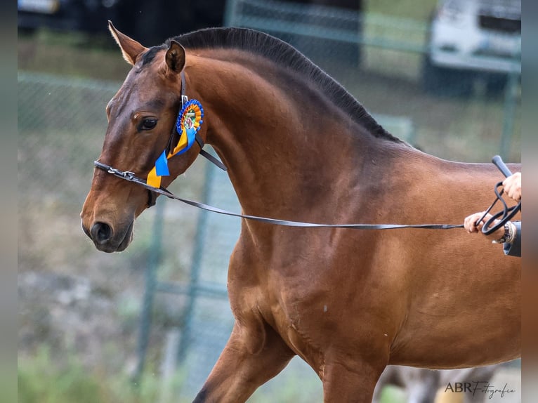 Lusitano Hengst 3 Jaar 165 cm Bruin in Ribamar