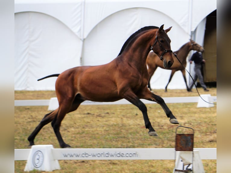 Lusitano Hengst 3 Jaar 165 cm Bruin in Ribamar