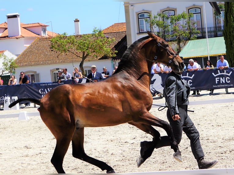 Lusitano Hengst 3 Jaar 165 cm Bruin in Ribamar