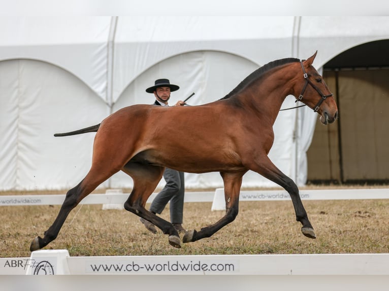 Lusitano Hengst 3 Jaar 165 cm Bruin in Ribamar