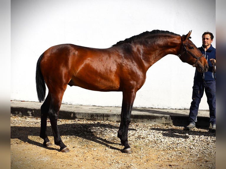 Lusitano Hengst 3 Jaar 165 cm Bruin in Ribamar