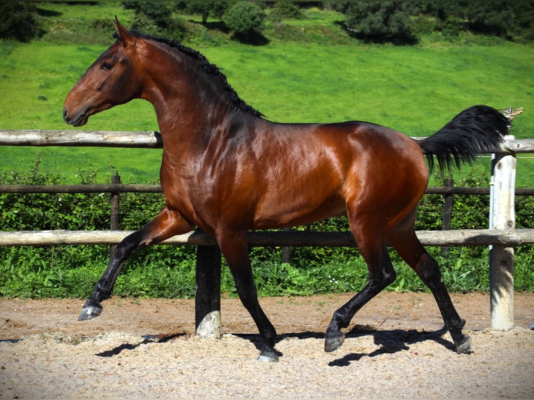 Lusitano Hengst 3 Jaar 165 cm Bruin in Ribamar