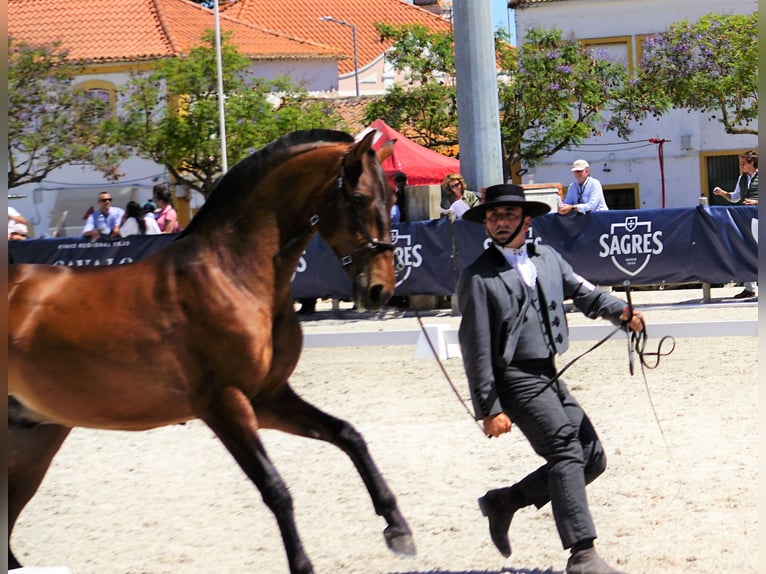 Lusitano Hengst 3 Jaar 165 cm Bruin in Ribamar