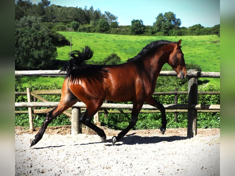 Lusitano Hengst 3 Jaar 165 cm Bruin in Ribamar