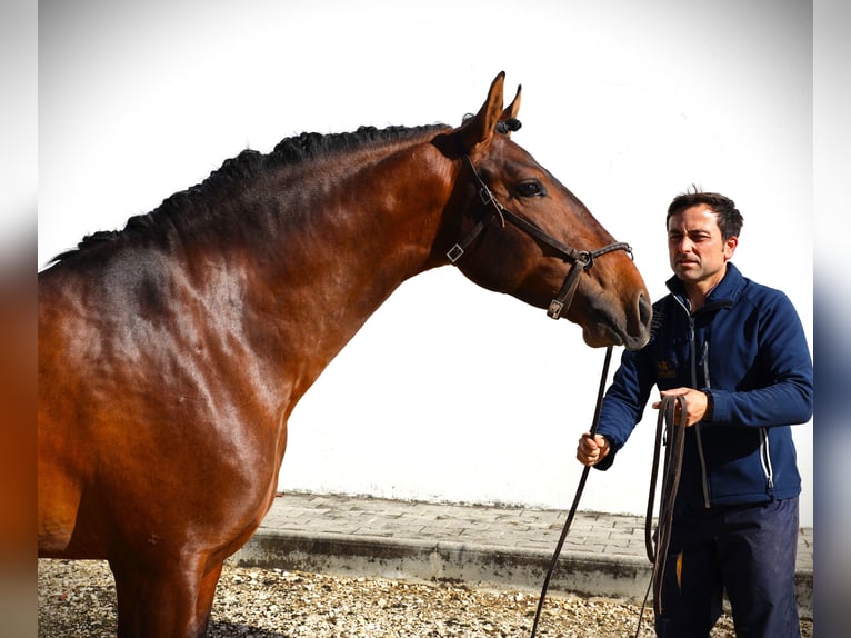 Lusitano Hengst 3 Jaar 165 cm Bruin in Ribamar