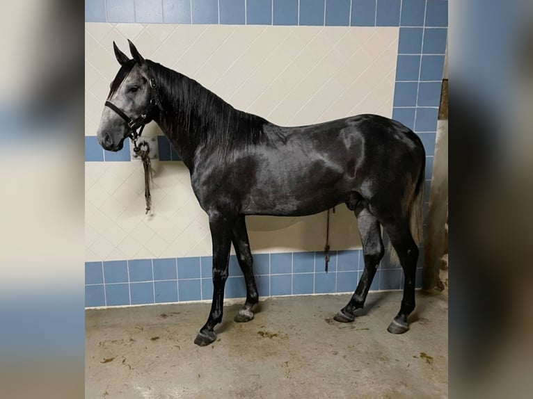Lusitano Hengst 3 Jaar 165 cm Schimmel in Idanha-A-Nova