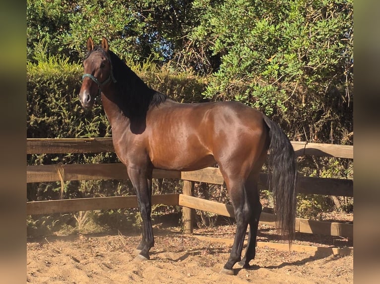 Lusitano Hengst 3 Jaar 165 cm Vos in Pera