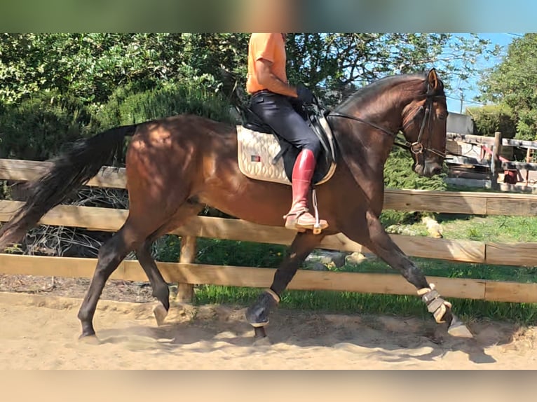 Lusitano Hengst 3 Jaar 165 cm Vos in Pera