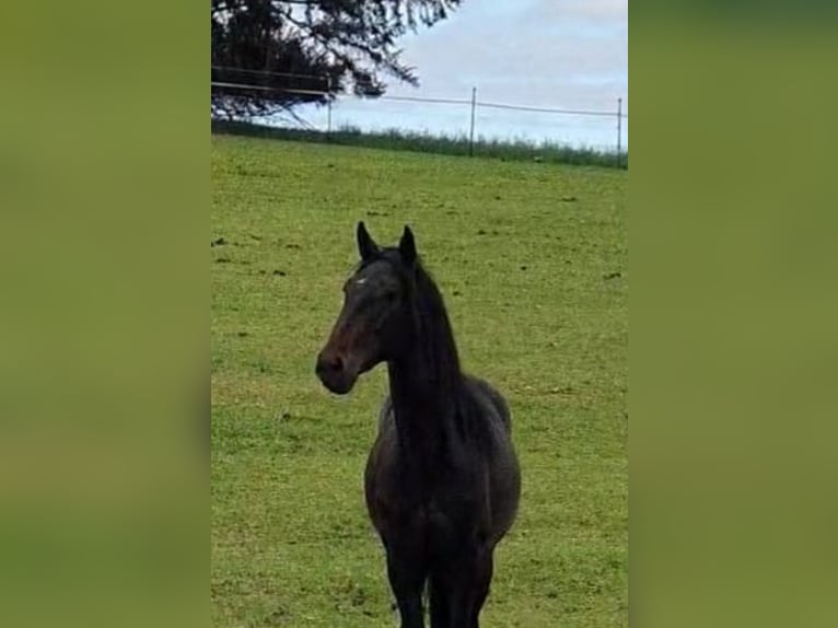 Lusitano Hengst 3 Jaar 165 cm Zwartbruin in Lahntal