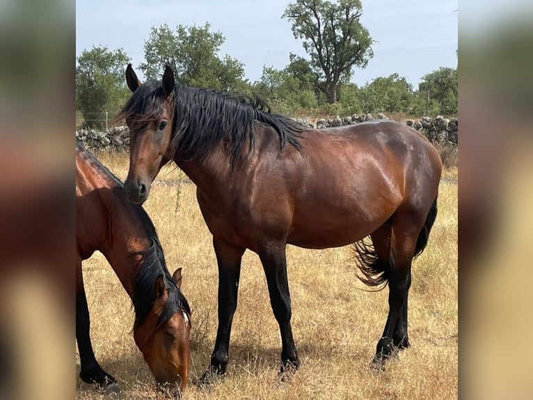 Lusitano Hengst 3 Jaar 166 cm Bruin in Castelo branco