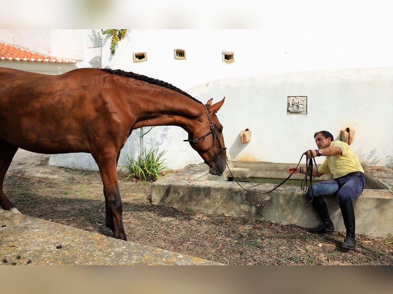 Lusitano Hengst 3 Jaar 166 cm Bruin in Ribamar