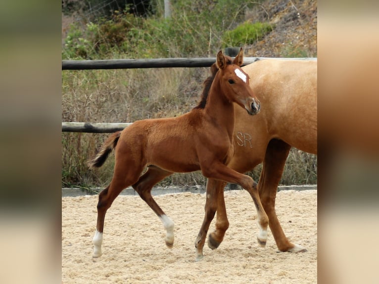 Lusitano Hengst 3 Jaar 166 cm Bruin in Ribamar