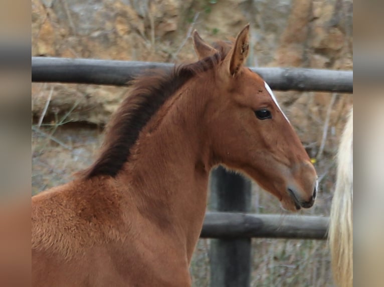 Lusitano Hengst 3 Jaar 166 cm Bruin in Ribamar