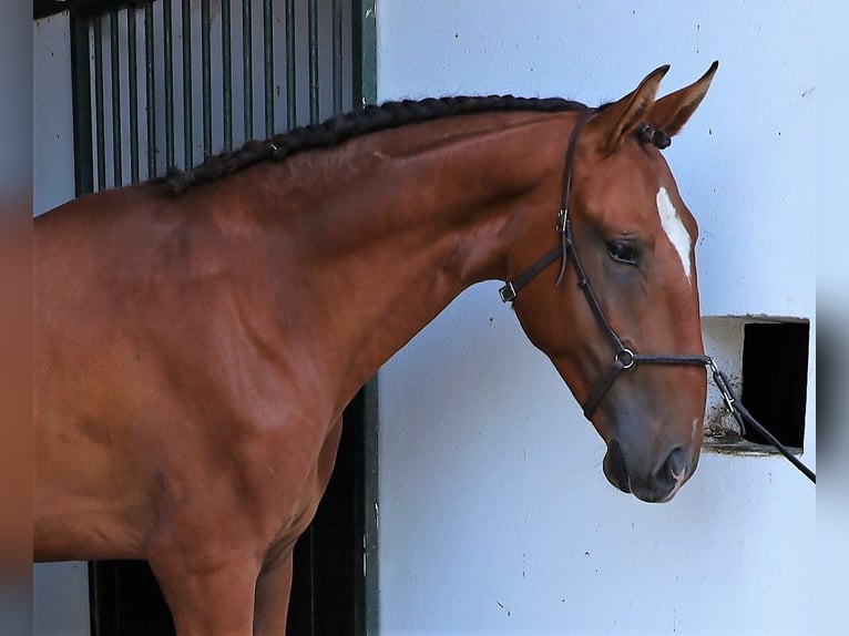 Lusitano Hengst 3 Jaar 166 cm Bruin in Ribamar