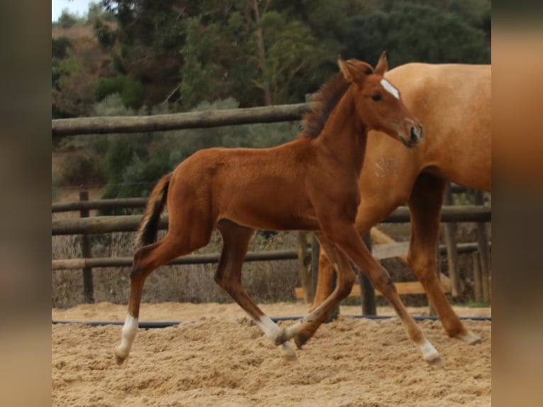 Lusitano Hengst 3 Jaar 166 cm Bruin in Ribamar