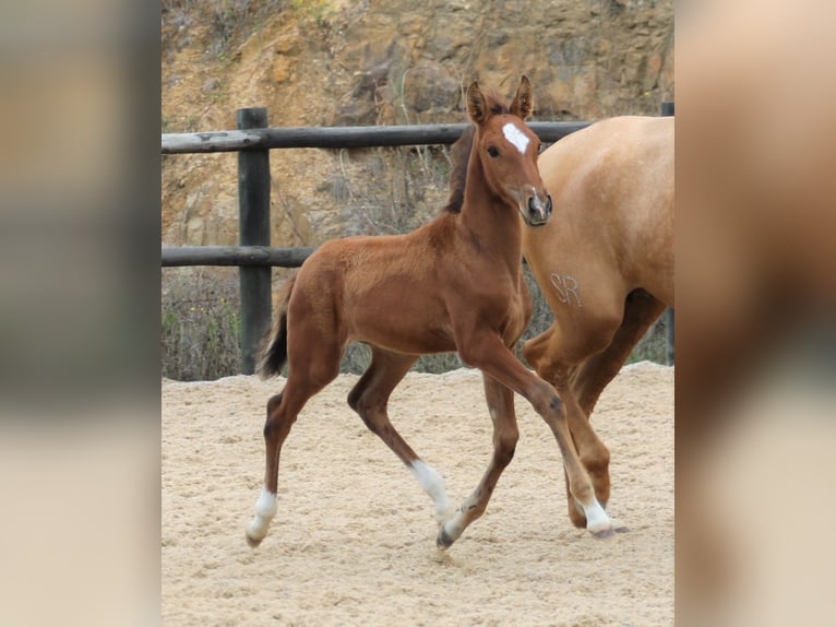 Lusitano Hengst 3 Jaar 166 cm Bruin in Ribamar