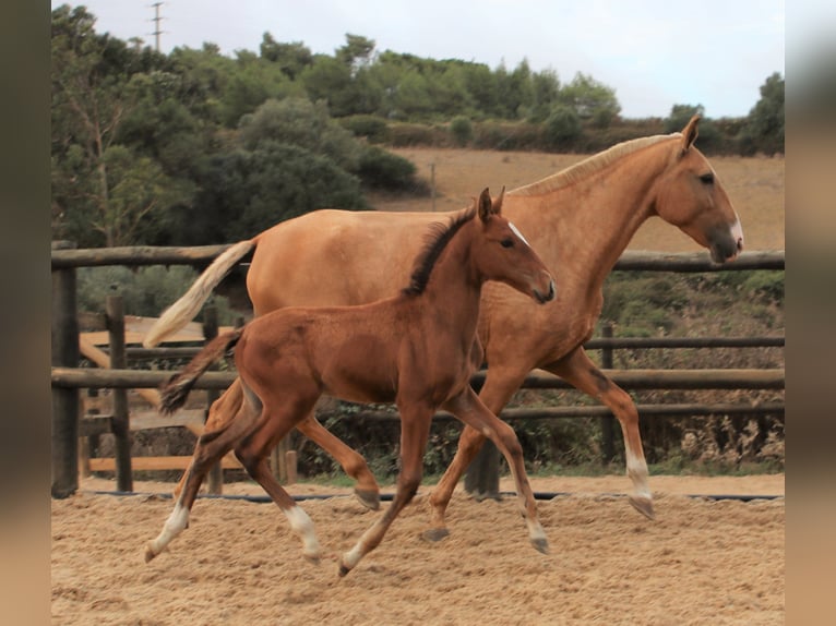 Lusitano Hengst 3 Jaar 166 cm Bruin in Ribamar