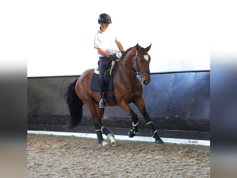 Lusitano Hengst 3 Jaar 168 cm Bruin in Lissabon