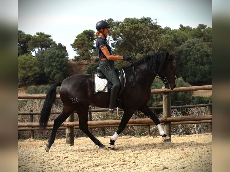 Lusitano Hengst 3 Jaar 168 cm Donkerbruin in Ribamar