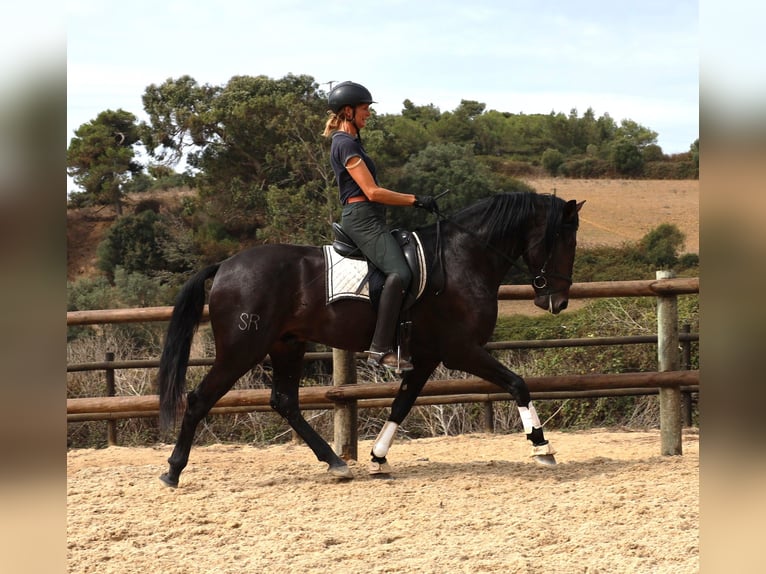 Lusitano Hengst 3 Jaar 168 cm Donkerbruin in Ribamar