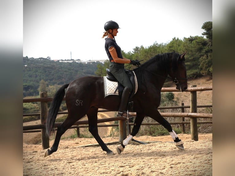 Lusitano Hengst 3 Jaar 168 cm Donkerbruin in Ribamar