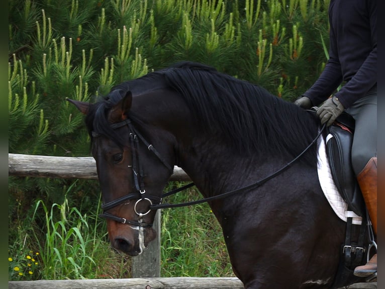 Lusitano Hengst 3 Jaar 168 cm Donkerbruin in Ribamar