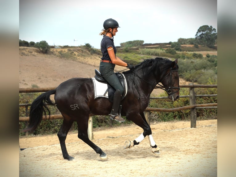 Lusitano Hengst 3 Jaar 168 cm Donkerbruin in Ribamar