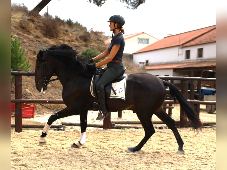 Lusitano Hengst 3 Jaar 168 cm Donkerbruin in Ribamar