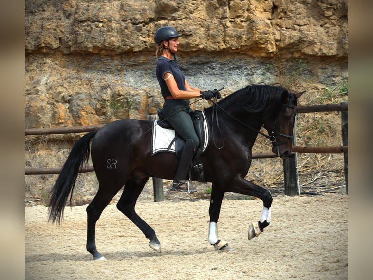 Lusitano Hengst 3 Jaar 168 cm Donkerbruin in Ribamar