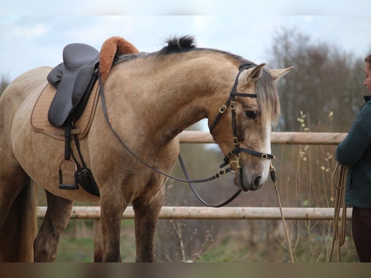 Lusitano Hengst 3 Jaar 168 cm Schimmel in Postfeld
