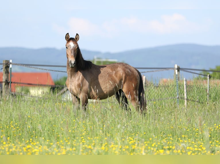 Lusitano Hengst 3 Jaar 168 cm Schimmel in Bogen