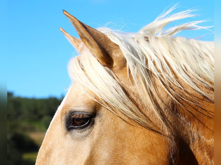 Lusitano Hengst 3 Jaar 170 cm Palomino in Ribamar