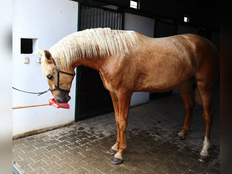 Lusitano Hengst 3 Jaar 170 cm Palomino in Ribamar