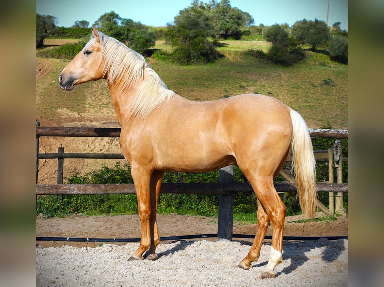 Lusitano Hengst 3 Jaar 170 cm Palomino in Ribamar