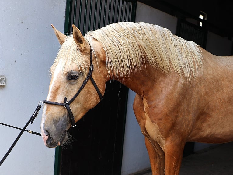 Lusitano Hengst 3 Jaar 170 cm Palomino in Ribamar