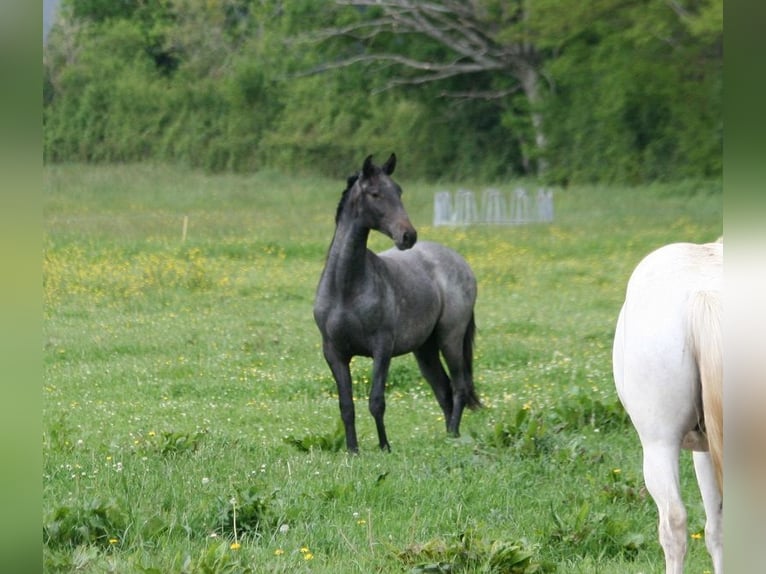 Lusitano Hengst 3 Jaar Schimmel in Saligny sur Roudon