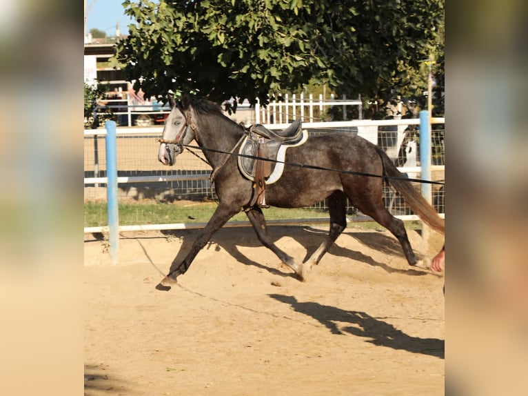 Lusitano Hengst 3 Jaar Schimmel in Elvas