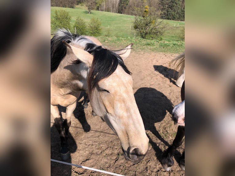 Lusitano Hengst 4 Jaar 155 cm Buckskin in Buckow