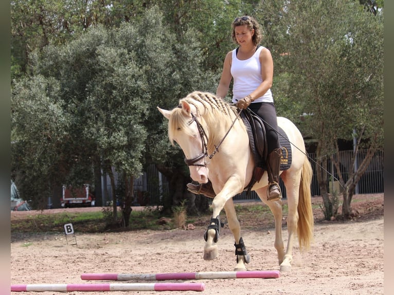 Lusitano Mix Hengst 4 Jaar 155 cm Cremello in Valencia