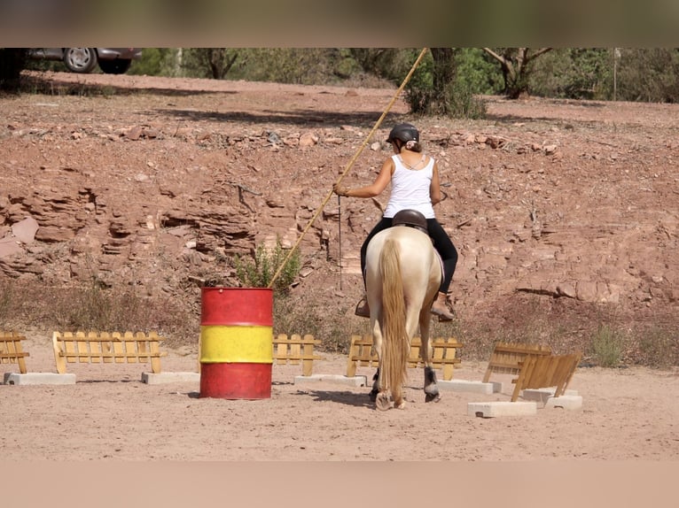 Lusitano Mix Hengst 4 Jaar 155 cm Cremello in Valencia