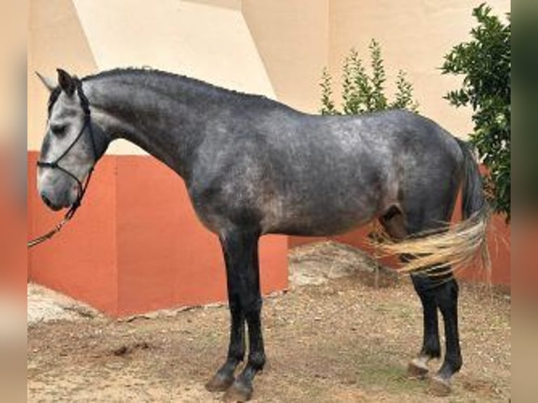 Lusitano Mix Hengst 4 Jaar 156 cm Schimmel in Sevilla