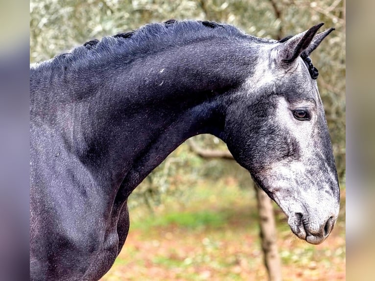 Lusitano Hengst 4 Jaar 156 cm Zwartschimmel in Munera